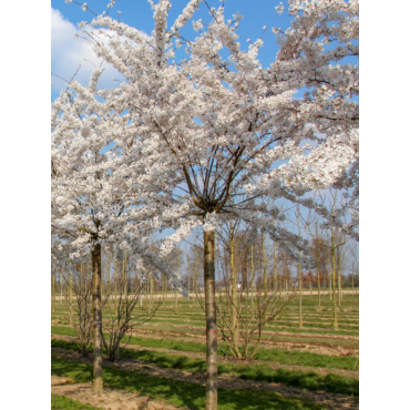 PRUNUS yedoensis