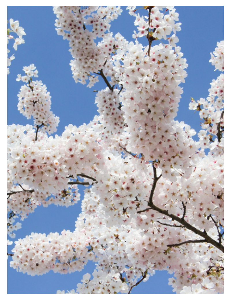 PRUNUS yedoensis