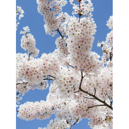 PRUNUS yedoensis