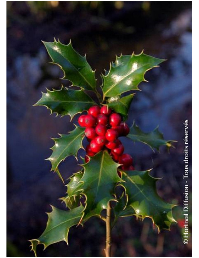 ILEX aquifolium ALASKA