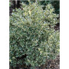 ILEX aquifolium ARGENTEA MARGINATA