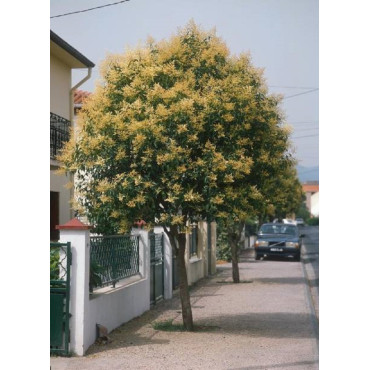 LIGUSTRUM japonicum