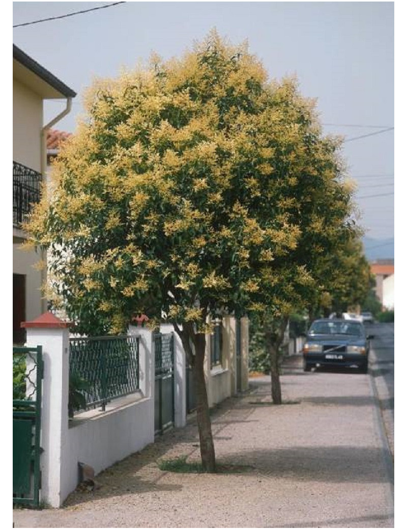 LIGUSTRUM japonicum