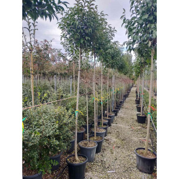 LIGUSTRUM japonicum En pot de 25-30 litres forme tige hauteur du tronc 180-200 cm