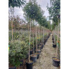 LIGUSTRUM japonicum En pot de 25-30 litres forme tige hauteur du tronc 180-200 cm