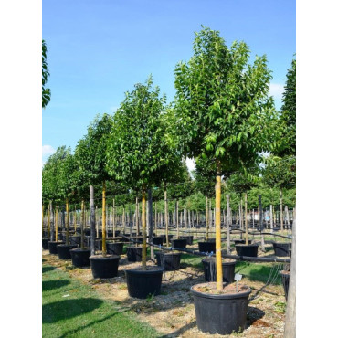 LIGUSTRUM japonicum En pot de 130-150 litres forme tige hauteur du tronc 180-200 cm