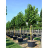 LIGUSTRUM japonicum En pot de 130-150 litres forme tige hauteur du tronc 180-200 cm