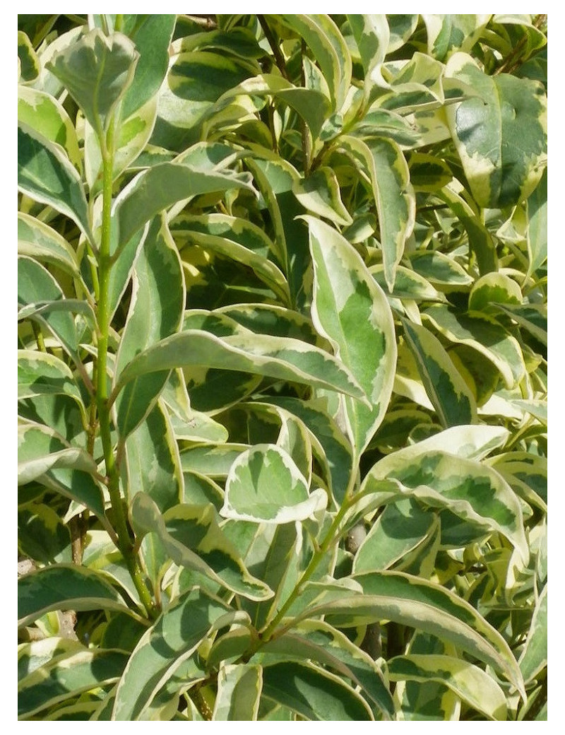 LIGUSTRUM japonicum EXCELSUM SUPERBUM