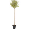 LIGUSTRUM japonicum EXCELSUM SUPERBUM