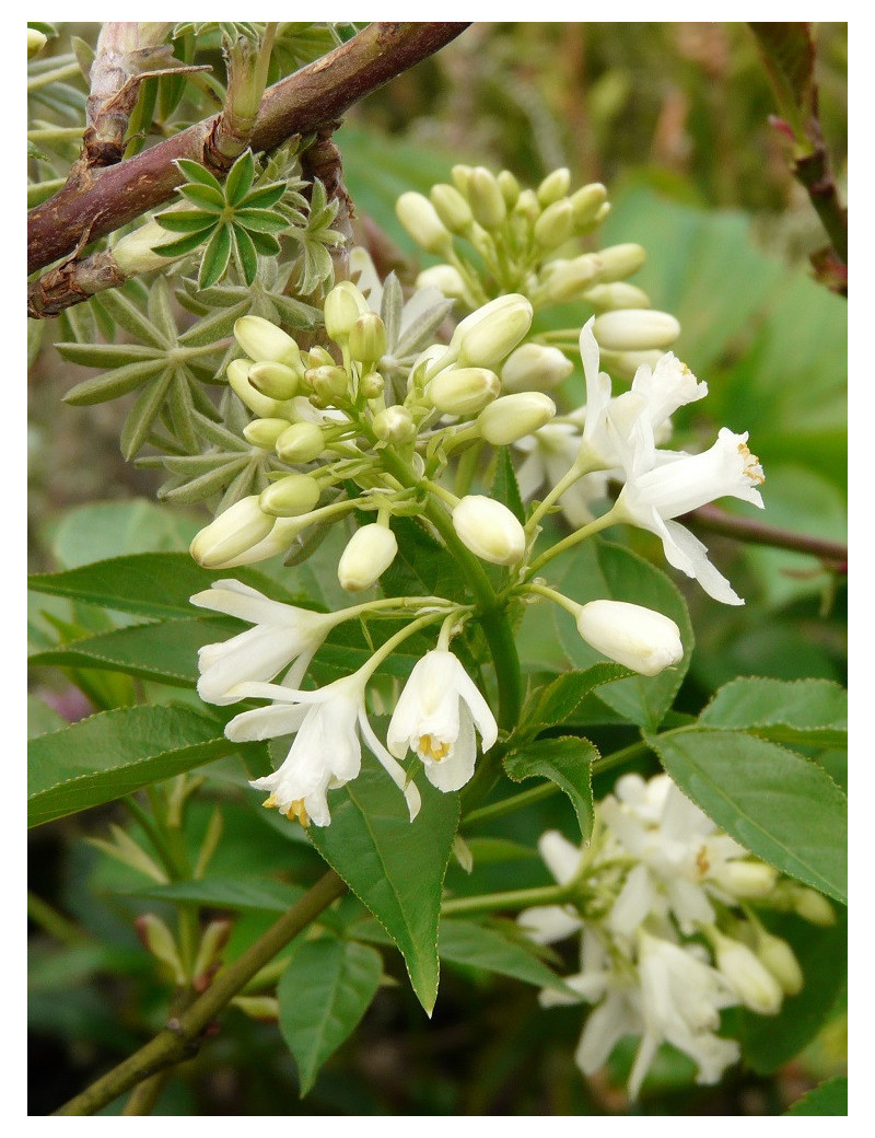 STAPHYLEA colchica