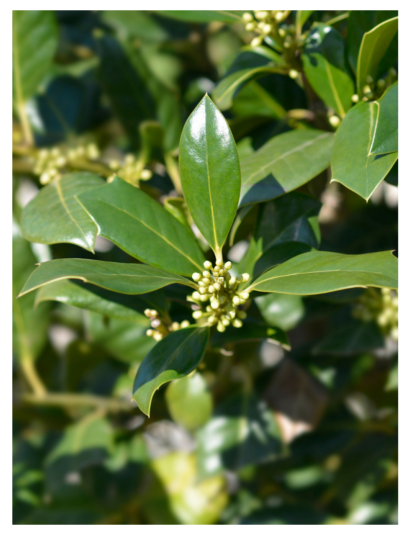 ILEX NELLIE R. STEVENS