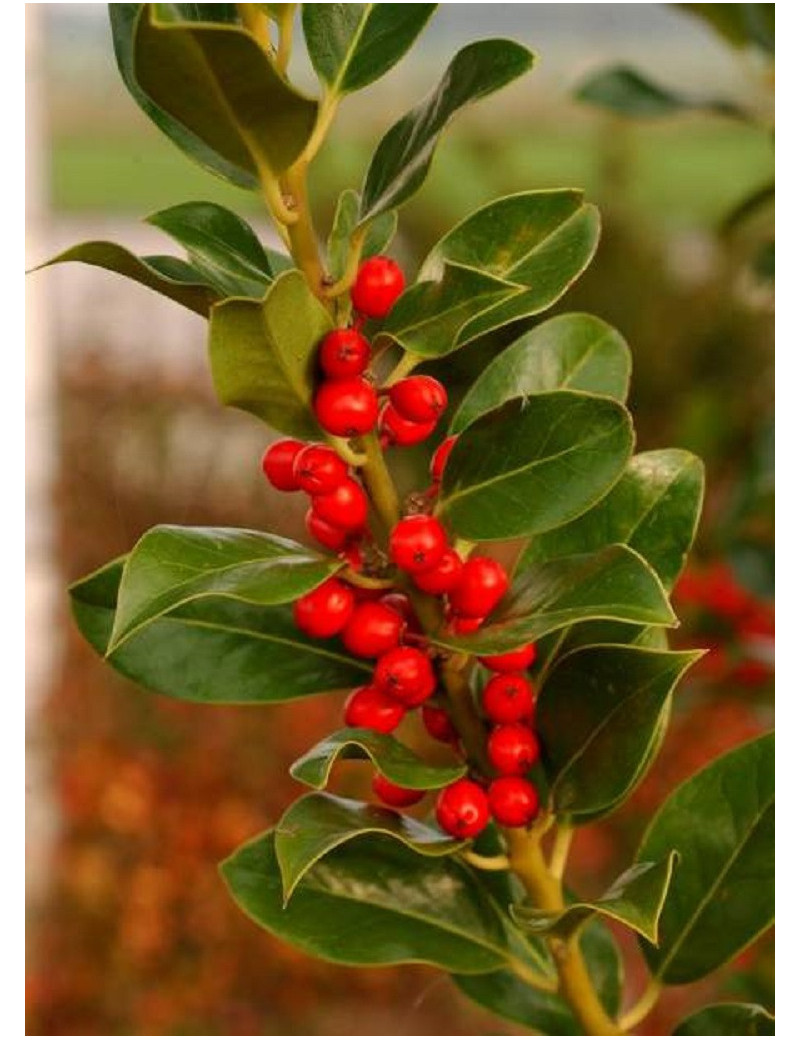 ILEX aquifolium J.C.VAN TOL