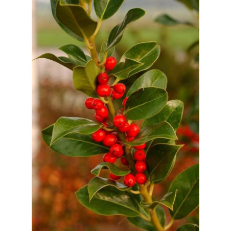 ILEX aquifolium J.C.VAN TOL