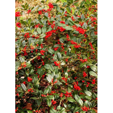 ILEX aquifolium J.C.VAN TOL