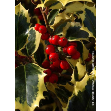 ILEX aquifolium MADAME BRIOT