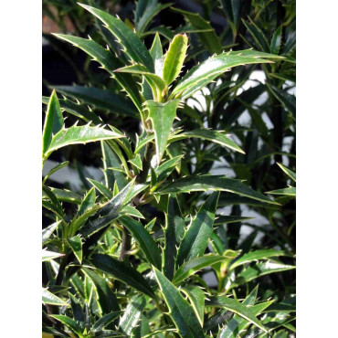 ILEX aquifolium MYRTIFOLIA