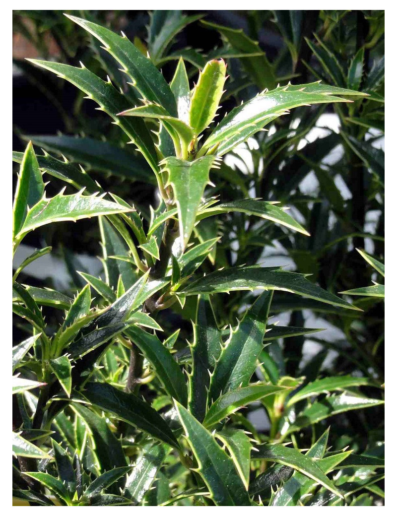 ILEX aquifolium MYRTIFOLIA