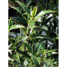 ILEX aquifolium MYRTIFOLIA