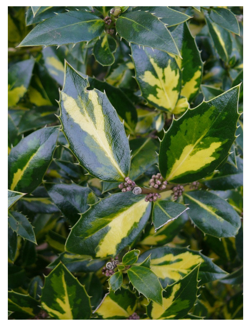 ILEX aquifolium MYRTIFOLIA AUREA MACULATA