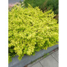 ILEX crenata GOLDEN GEM