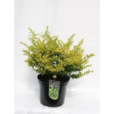 ILEX crenata GOLDEN GEM