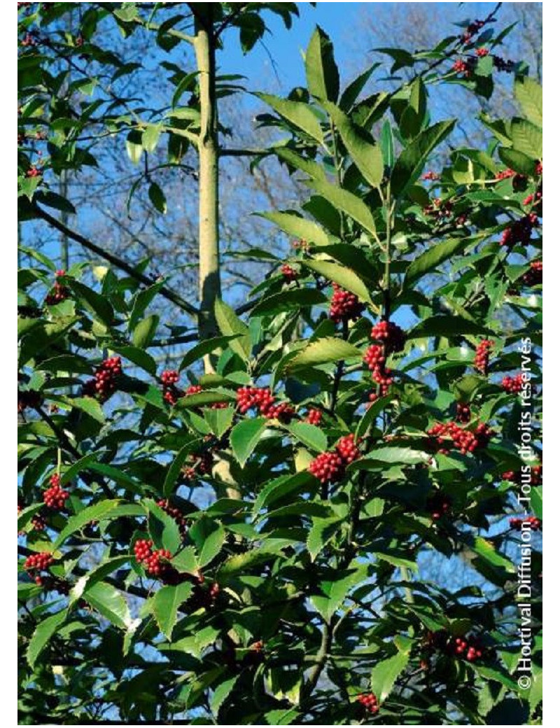 ILEX koehneana CASTANEIFOLIA