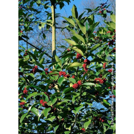 ILEX koehneana CASTANEIFOLIA