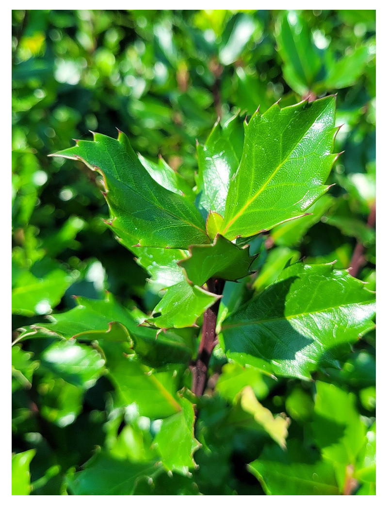 ILEX meserveae BLUE PRINCE