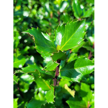 ILEX meserveae BLUE PRINCE