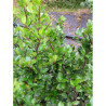 ILEX meserveae BLUE PRINCE