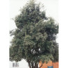 QUERCUS ilex