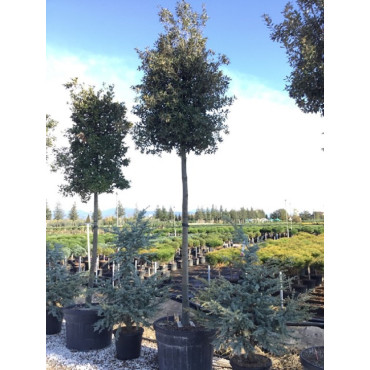 QUERCUS ilex