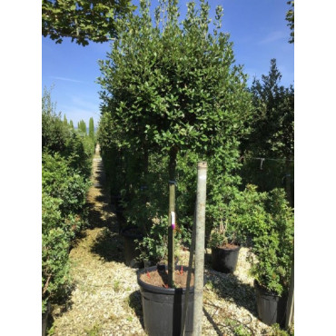 QUERCUS ilex