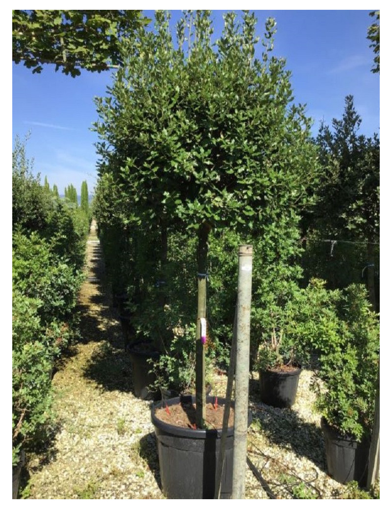 QUERCUS ilex