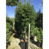 QUERCUS ilex