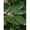 QUERCUS ilex