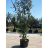 QUERCUS ilex