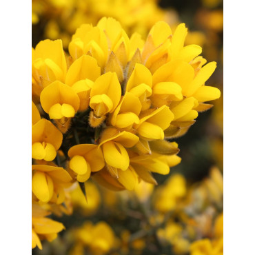 ULEX europaeus