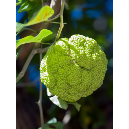 MACLURA pomifera