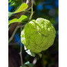 MACLURA pomifera