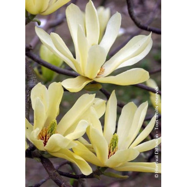 MAGNOLIA BUTTERFLIES