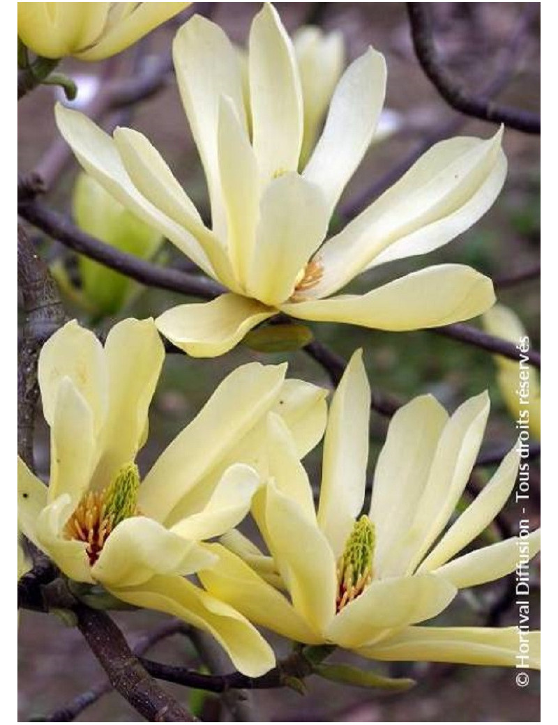 MAGNOLIA BUTTERFLIES