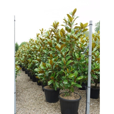 MAGNOLIA grandiflora GALISSONIENSIS En pot de 35-50 litres