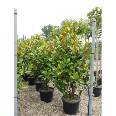 MAGNOLIA grandiflora GALISSONIENSIS En pot de 35-50 litres