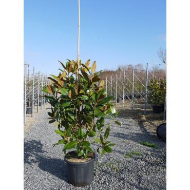 MAGNOLIA grandiflora GALISSONIENSIS En pot de 25-30 litres