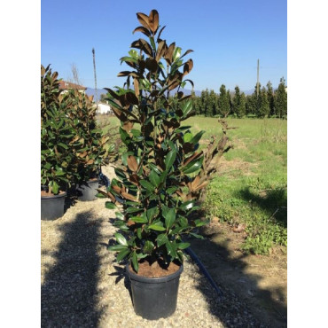 MAGNOLIA grandiflora GALISSONIENSIS