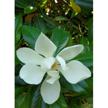 MAGNOLIA grandiflora GALISSONIENSIS