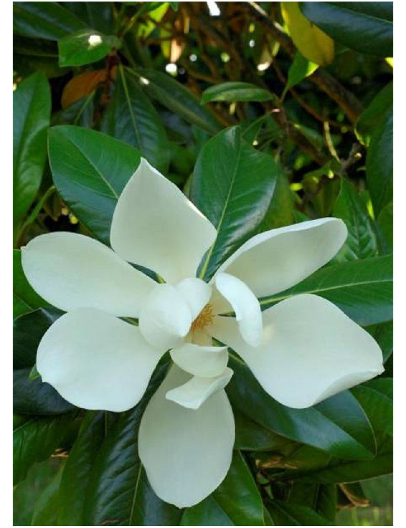 MAGNOLIA grandiflora GALISSONIENSIS