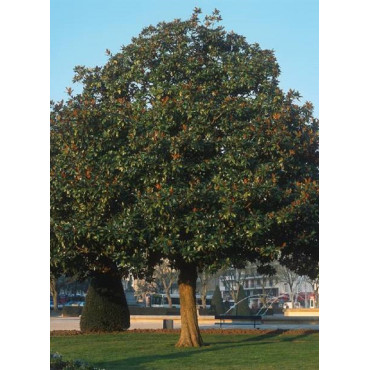 MAGNOLIA grandiflora GALISSONIENSIS