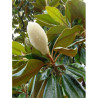 MAGNOLIA grandiflora GALISSONIENSIS